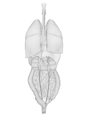 Anatomik insan sindirim sistemi