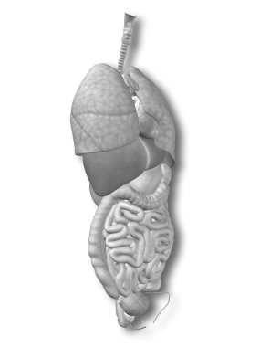 Anatomi için kaslı adam