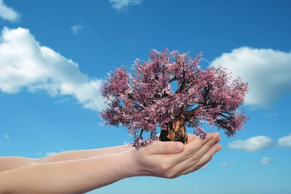 Manos sosteniendo un árbol de primavera rosa — Foto de Stock
