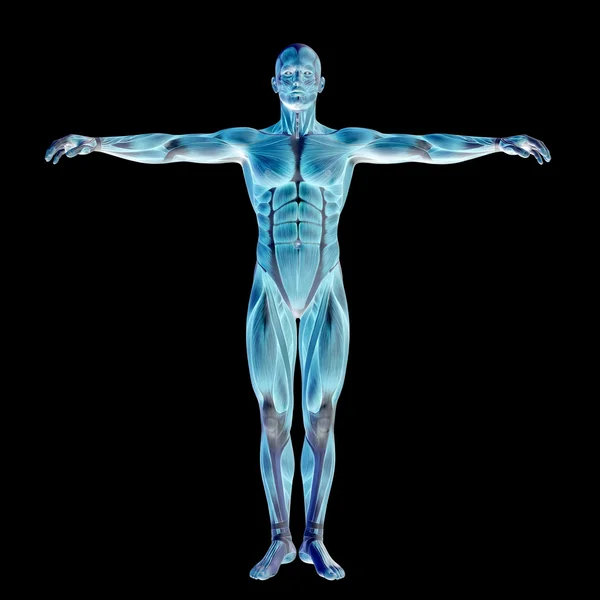 Homme avec des muscles pour l'anatomie — Photo