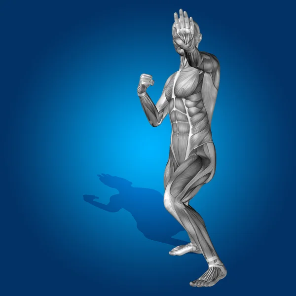 坚强男人 3d 解剖身体与肌肉 — 图库照片