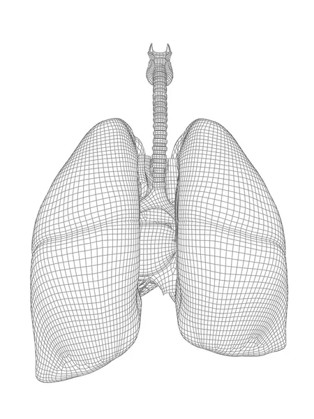 Anatomico dell'uomo sistema respiratorio 3D — Foto Stock