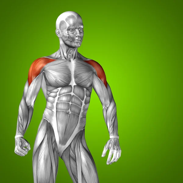 Tricipiti 3D anatomia umana e muscoli — Foto Stock