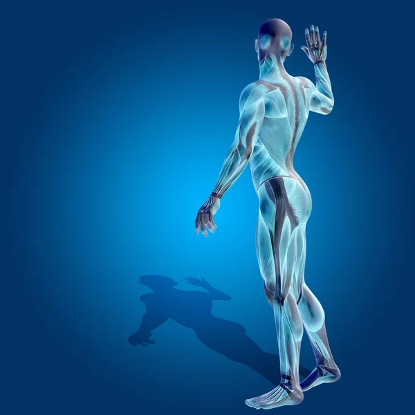 Cuerpo de anatomía humana o humana 3D fuerte — Foto de Stock