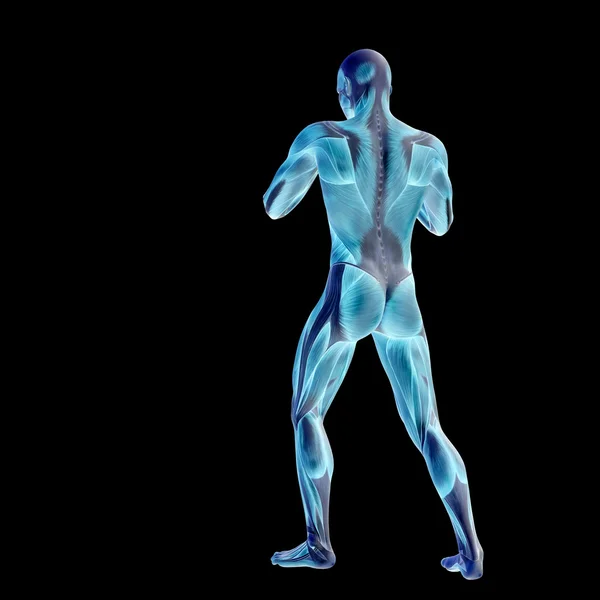 3D human with muscles for anatomy — Stock Photo, Image
