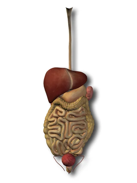 Anatomical human 3D digestive system — Stock Photo, Image