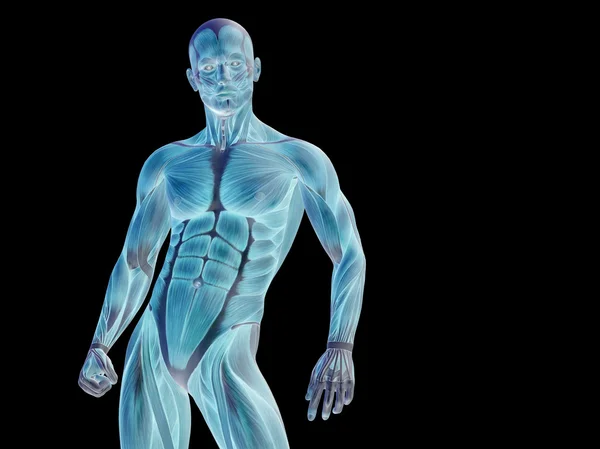 Homem de stong anatomia 3D parte superior do corpo — Fotografia de Stock