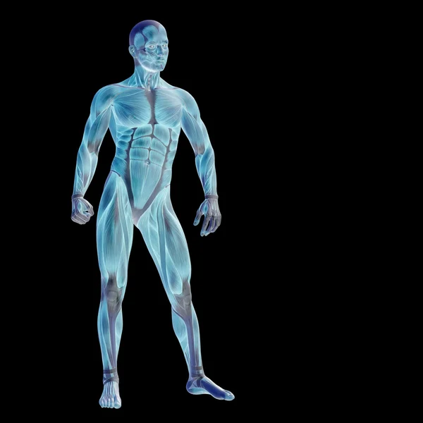 Mann mit Muskeln für die Anatomie — Stockfoto