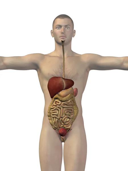 Sistema digestivo humano anatómico 3D — Foto de Stock