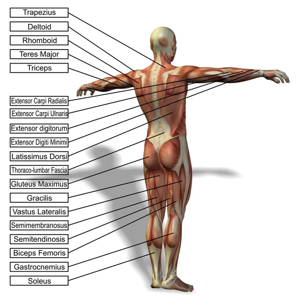 3d 的男性或人体解剖学 — 图库照片