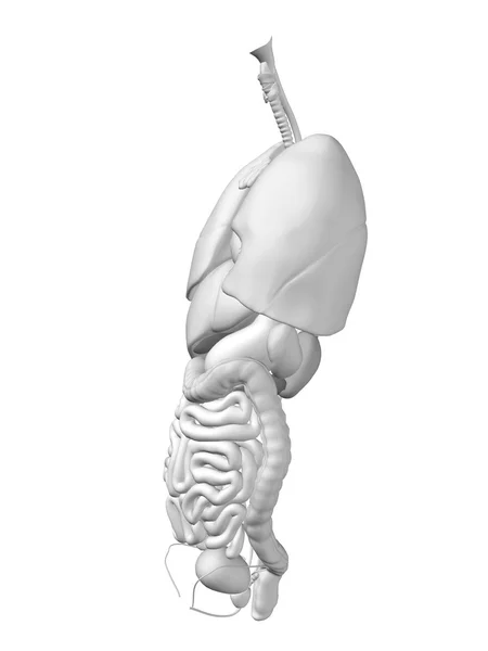 Man interne buik of thorax organen — Stockfoto