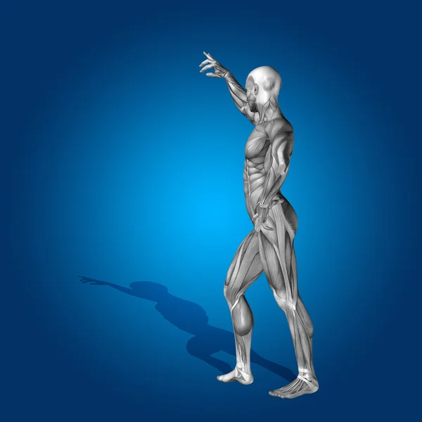 Stong человек 3D анатомия тела с мышцами — стоковое фото