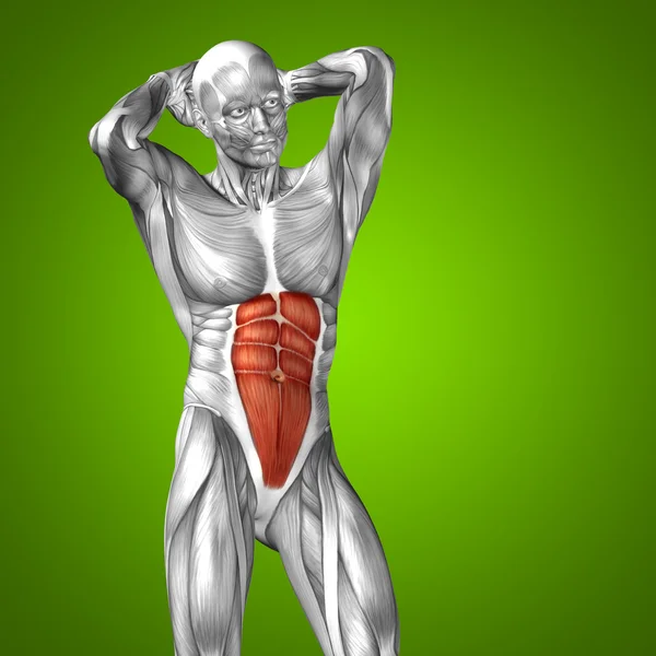 Анатомия грудной клетки и мышцы — стоковое фото