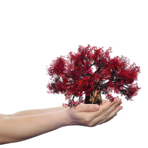 Manos sosteniendo un árbol de primavera rojo —  Fotos de Stock