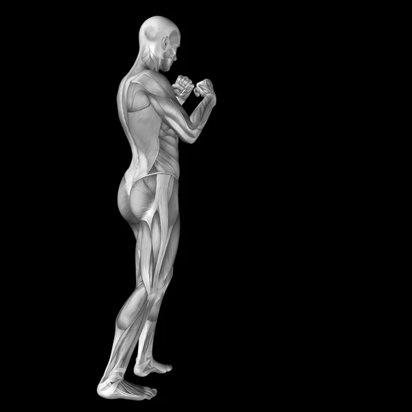 3D man with muscles for anatomy — Stock Photo, Image