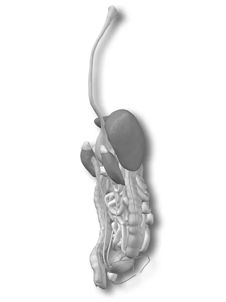 Konzeptionelles anatomisches menschliches 3D-Verdauungssystem — Stockfoto