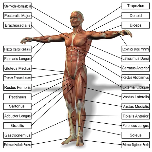 3d bir erkek ya da insan anatomisi — Stok fotoğraf