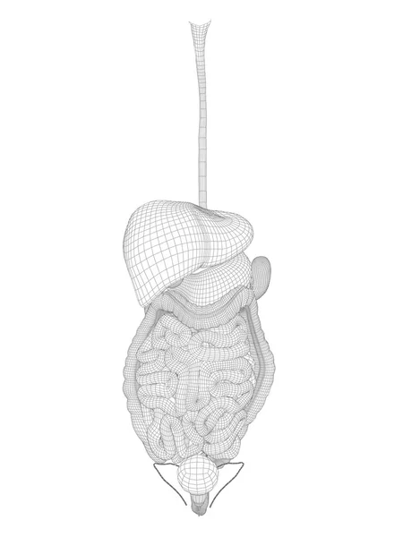 Sistema digestivo de malla de alambre 3D humana —  Fotos de Stock