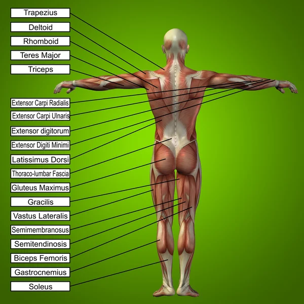 3D man with muscles and text — Stock Photo, Image