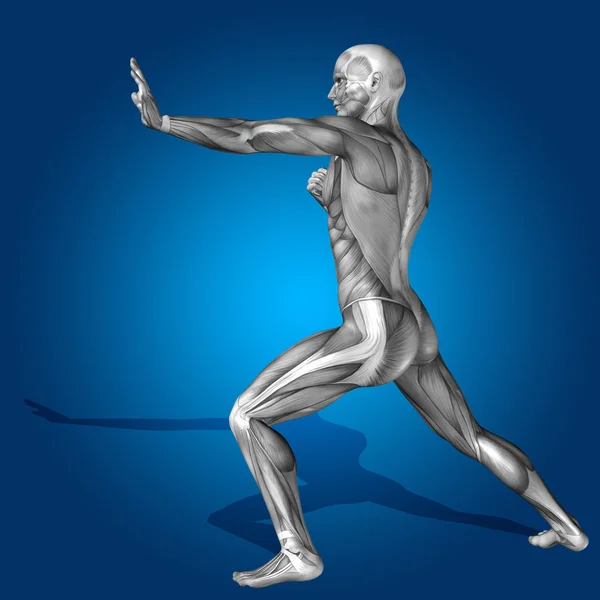 Stong man 3D anatomy body with muscle — Stock Photo, Image