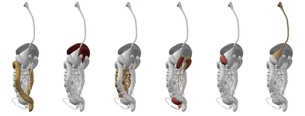 Man met spieren voor anatomie — Stockfoto