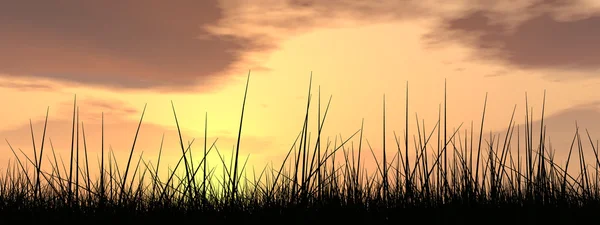 Black grass or plant field silhouette — Stock Photo, Image