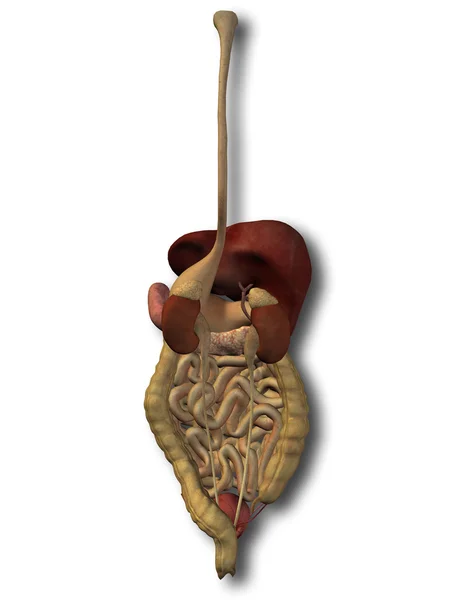 Anatomiczne człowieka 3d układu pokarmowego — Zdjęcie stockowe
