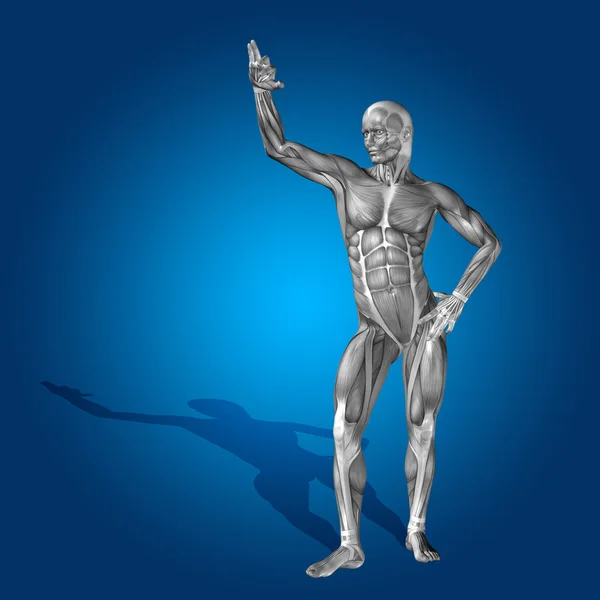 Stong man 3D anatomy body with muscle — Stock Photo, Image