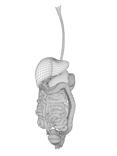 Mulher anatômica 3D wireframe malha — Fotografia de Stock