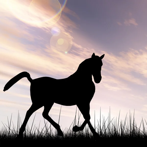 Silhueta de cavalo em grama ou prado — Fotografia de Stock