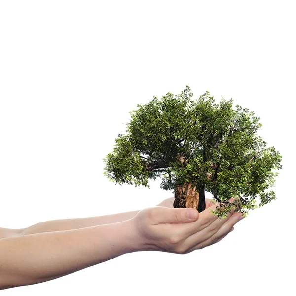 Mano de mujer sosteniendo un árbol de verano verde — Foto de Stock