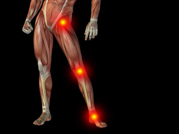 3D man anatomy lower body or health design