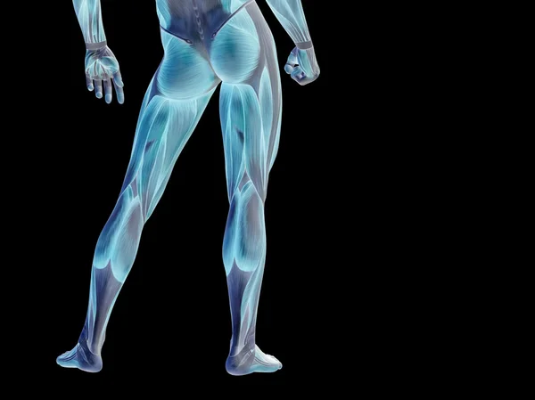 Hombre fuerte anatomía 3D parte inferior del cuerpo — Foto de Stock