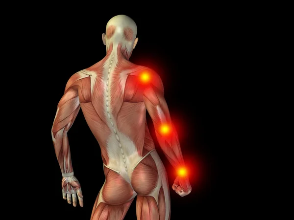 인간 해부학 상체 디자인 — 스톡 사진