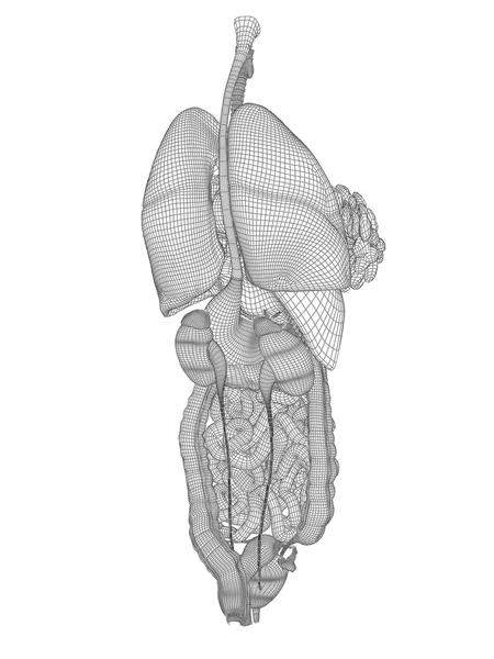 Mulher 3D wireframe sistema digestivo — Fotografia de Stock