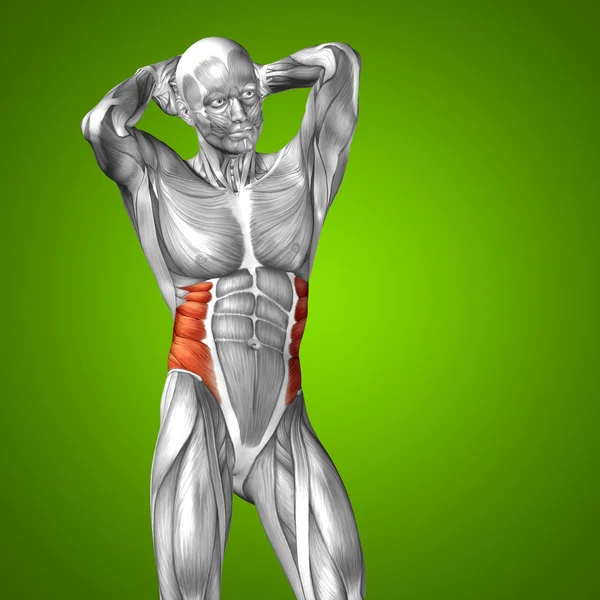 3D människans anatomi för bröstet och muskel — Stockfoto