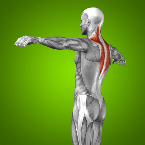 3D back human anatomy and muscle — Stock Photo, Image