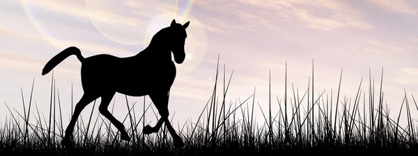 Silhueta de cavalo preto na grama — Fotografia de Stock