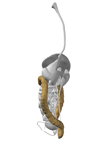 Anatomía del hombre del órgano del colon — Foto de Stock
