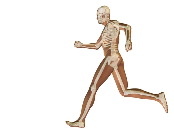 Muž se svaly anatomie — Stock fotografie