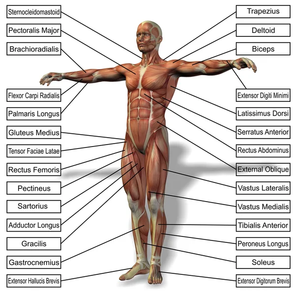 En 3d manliga eller mänsklig anatomi — Stockfoto