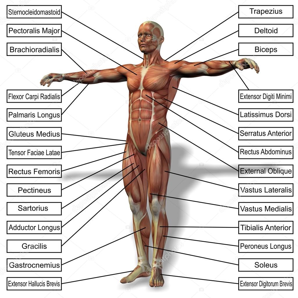 A 3D male or human anatomy