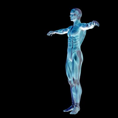 3D insan veya Anatomi için kaslı adam