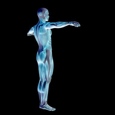 3D insan veya Anatomi için kaslı adam