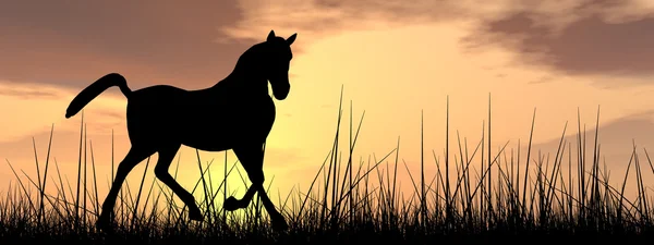 Junges schönes schwarzes Pferd Silhouette im Gras oder auf der Wiese — Stockfoto