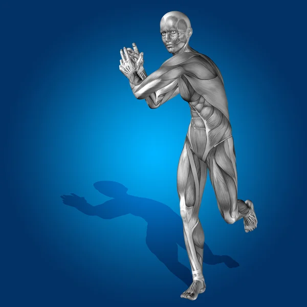 Anatomia del corpo umano o uomo 3D con muscoli per la salute — Foto Stock