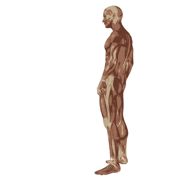 3D human or man with muscles for anatomy — Stock Photo, Image