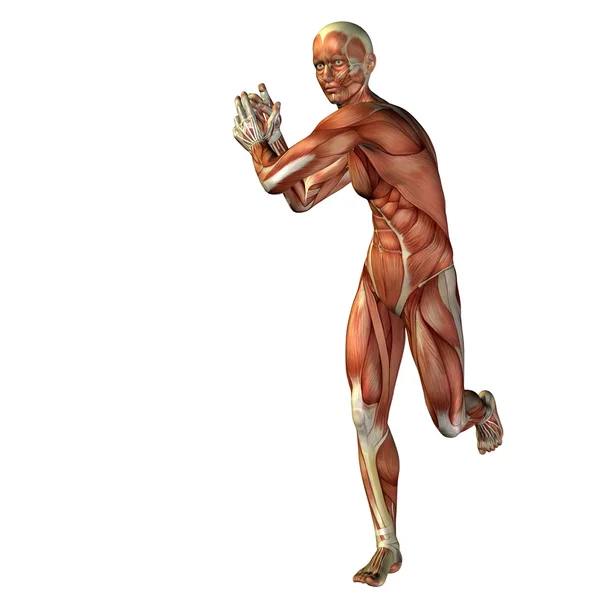 3D human or man with muscles for anatomy — Stock Photo, Image