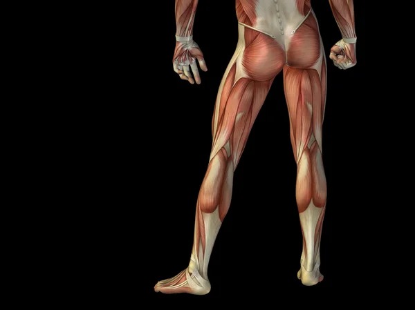 Man 3D anatomy lower body with muscle for health — Stock Photo, Image