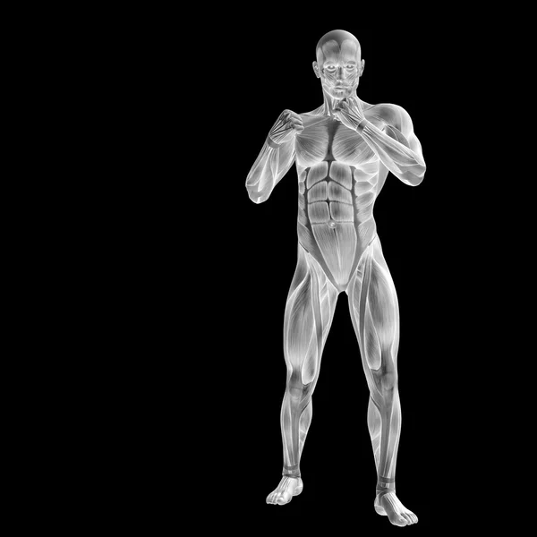 Человек с мускулами для анатомии — стоковое фото
